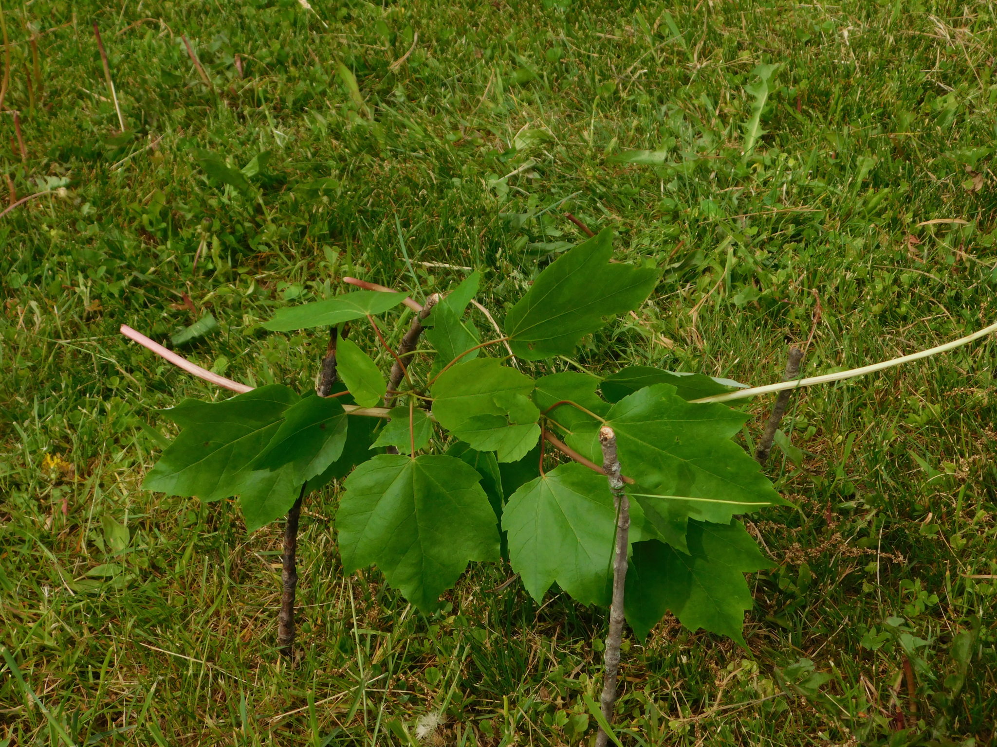 The STEM Hammock Challenge: A Great Outdoor Activity