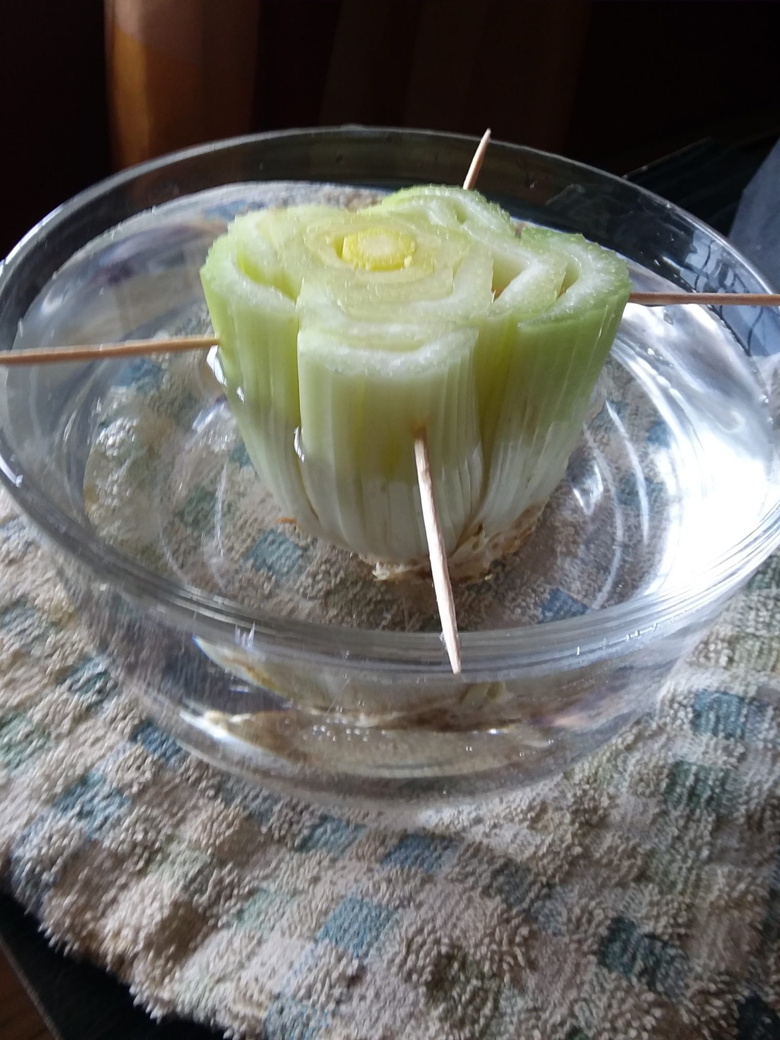 Indoor Gardening Project for Kids-Celery - The Secret Life of Homeschoolers