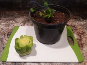 Read more about the article Indoor Gardening Project for Kids-Celery