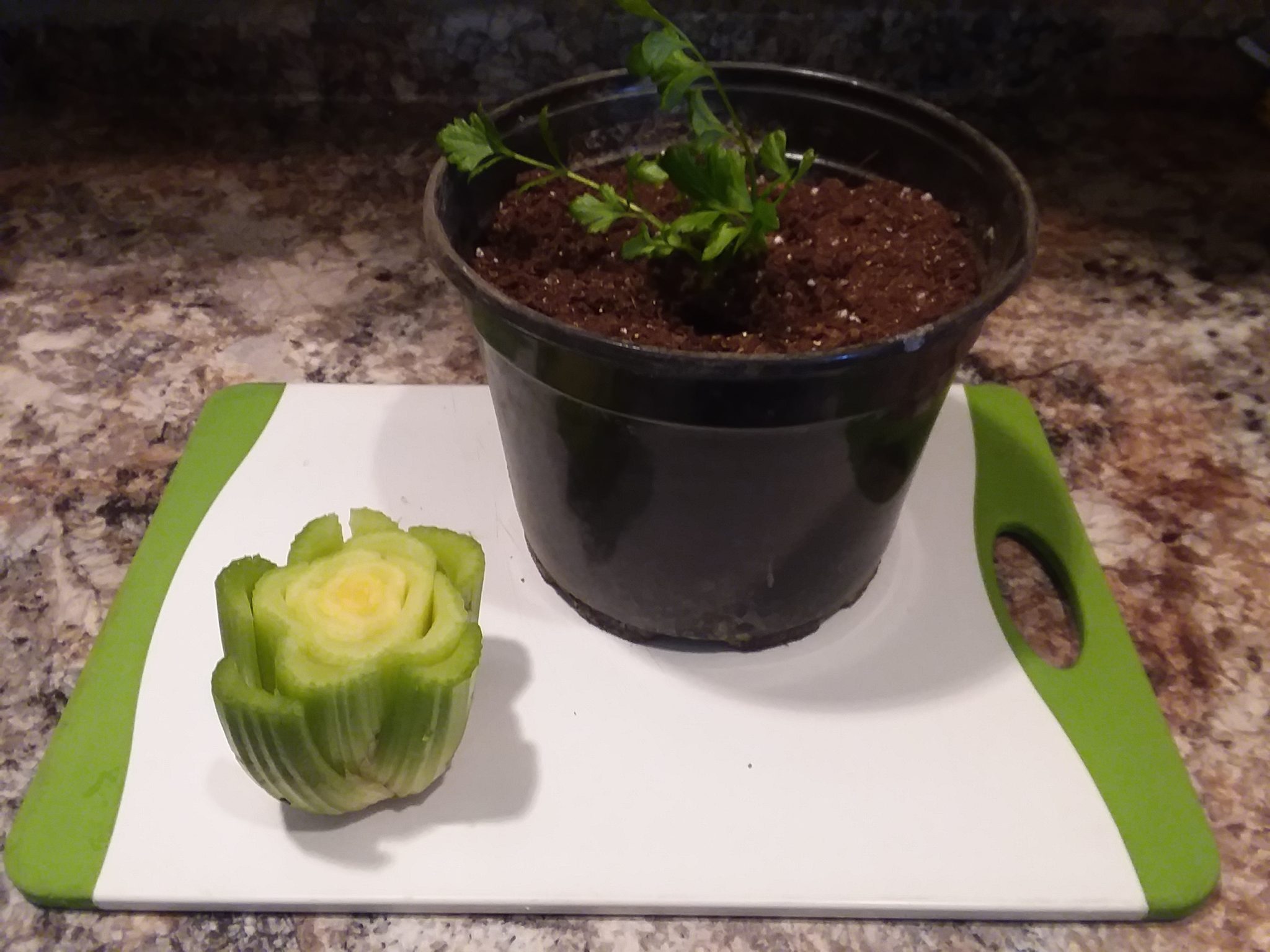 You are currently viewing Indoor Gardening Project for Kids-Celery