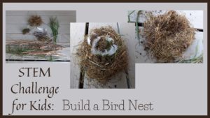 Read more about the article STEM Challenge for Kids: Build a Bird Nest