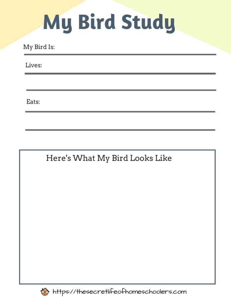 bird study page