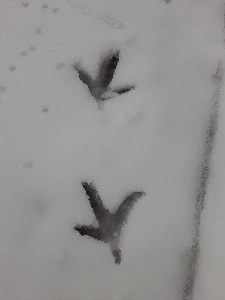 snow activity-animal tracks