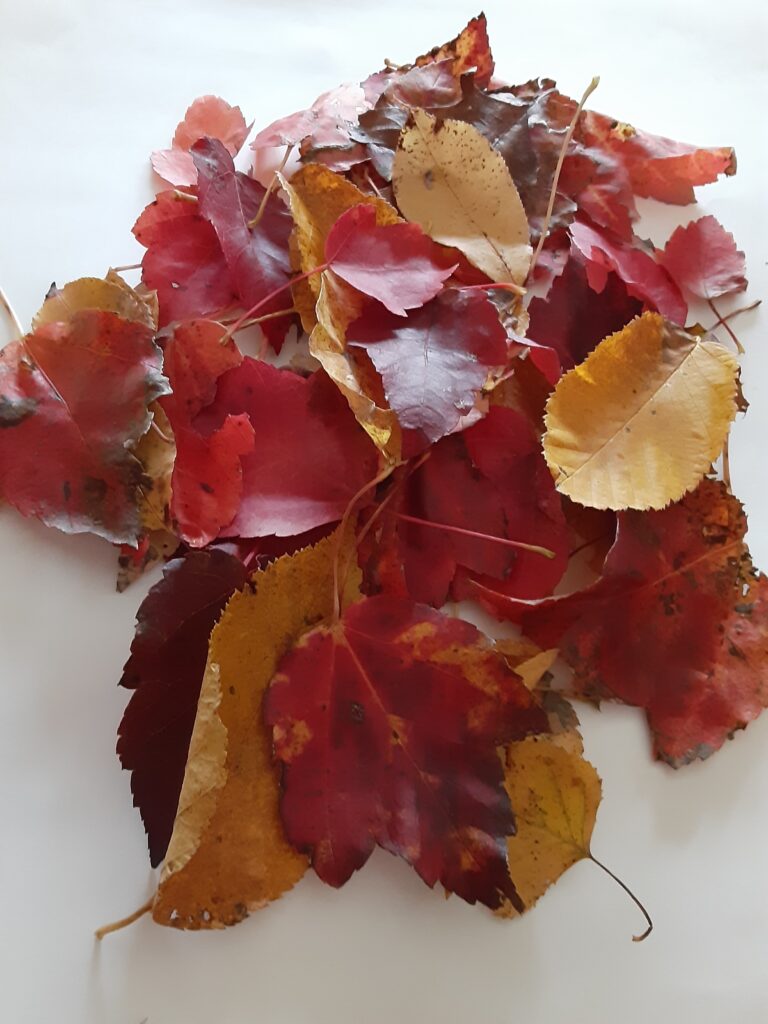 pile of leaves for fall leaf craft