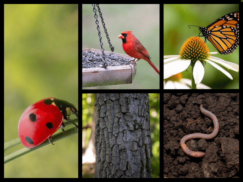 learning outdoors studying bug, birds, tree ID, worms